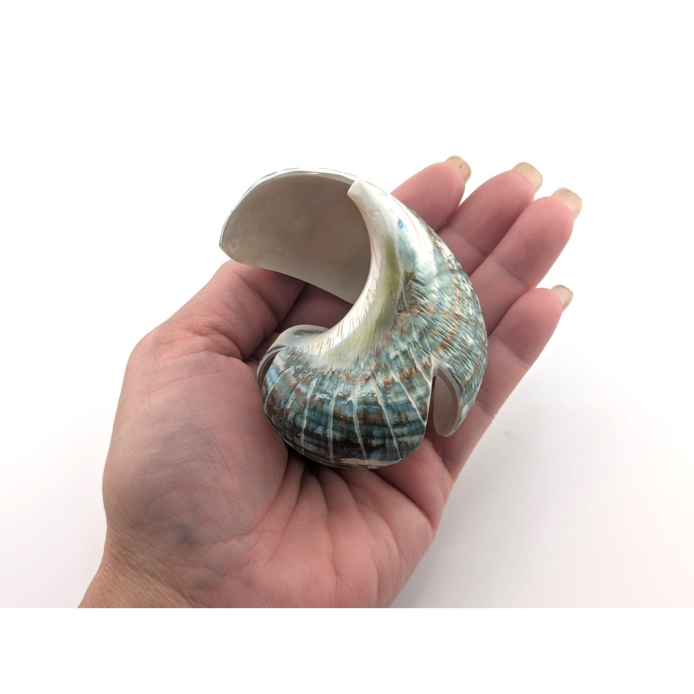 Zuni Animal Fetish - Green Snail‎ Shell Signed Native American Spirit Animal - Picture 5 of 9